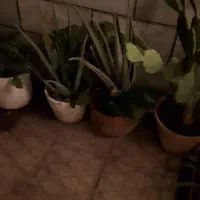 فروش عمده  وخورده فروشی گیاه آلوورا