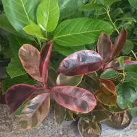 باقیمانده گلهای اپارتمانی فقط ۱۷۰|گل و گیاه طبیعی|شهرکرد, |دیوار