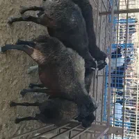 گوسفند ماده