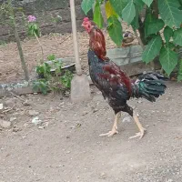 خروس لاری