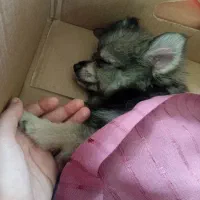 پامرروباهی|سگ|رشت, حمیدیان|دیوار