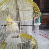 دو عدد عروس هلندی|پرنده|فردیس, شهرک ناز|دیوار