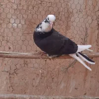 ۳جفت جوجه کبوتر خوب