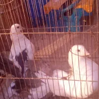 دو عدد دم چتری ماده