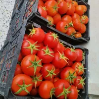 گوجه گلخانه ای درجه یک