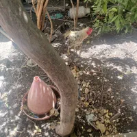 خروس چهل تاج