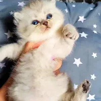 بچه گربه بریتیش شنگول منگول|گربه|اهواز, زیتون کارمندی|دیوار