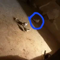 کوهدشت|پرنده|کوهدشت, |دیوار