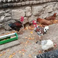 جوجه یکروزه برهما.گلین.گردن لخت.محلی.|حیوانات مزرعه|اردبیل, |دیوار