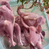 جوجه محلی|حیوانات مزرعه|رشت, حومه رشت|دیوار