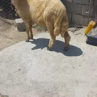 بره قوچ سنجابی
