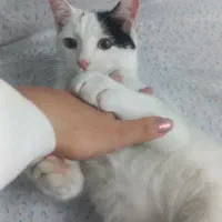 گربه نر هفت ماهه|گربه|فشم, |دیوار