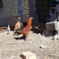 مرغ و خروس اصل