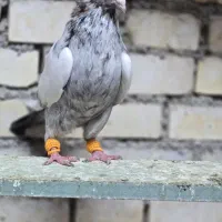 9عدد سینه سرور