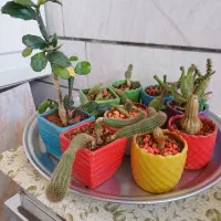 ۹ عددگل با گلدان