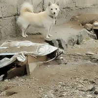 پا کوتاه سرابی ماده|سگ|سراب, |دیوار