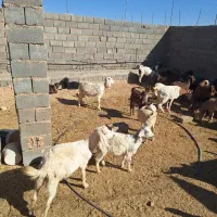 بز و کهره|حیوانات مزرعه|مهریز, |دیوار