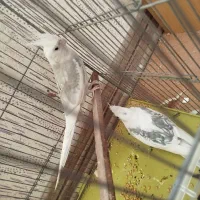 عروس هلندی|پرنده|صدرا-فارس, فاز ۱|دیوار