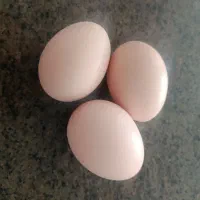 تخم مرغ محلی