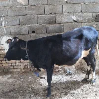 گوساله ماده ابستن محلی