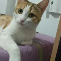 گربه ماده خانگی مجانی با ادب|گربه|بجنورد, |دیوار