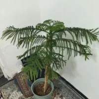 کاج مطبق بسیار زیبا و جوان