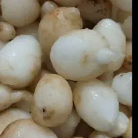 خارید آر ثعلب