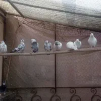 14 عدد کبوتر