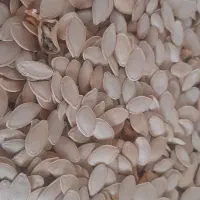 تخمه کدو محلی تازه