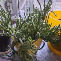 گل وگیاه شاداب|گل و گیاه طبیعی|خوی, |دیوار