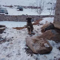 سگ سرابی ماده ۹ ماهه نر ۱۴ ماهه