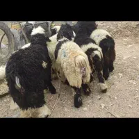 سلام بره و بیگ|حیوانات مزرعه|شوشتر, |دیوار