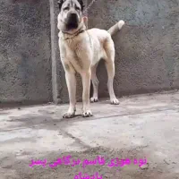 سگ سرابی