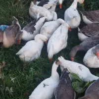 قوقاز های اصیل نژادارچاق|حیوانات مزرعه|ارومیه, |دیوار