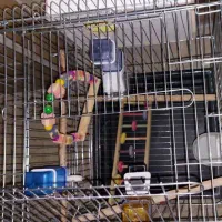 قفس عروس هلندی|لوازم جانبی حیوانات|تهران, گلستان (شهرک راه آهن)|دیوار