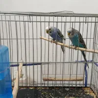 جفت مرغ عشق درحال لونه گرم کردن