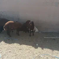 بره|حیوانات مزرعه|جلگه رخ, |دیوار