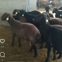 بره افشاری وترکی فروشی