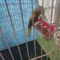 قناری|پرنده|چناران, |دیوار