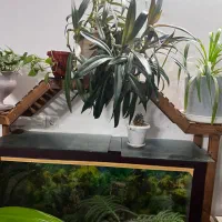 گل و گلدان با بهترین قیمت|گل و گیاه طبیعی|یزد, |دیوار