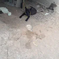 توله ژرمن  بلک