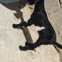 بز کوچیک نسل بالا، شنک