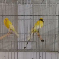 قناری رسمی سایز دار|پرنده|اصفهان, مصلی|دیوار