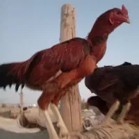 خروس و بوقلمون|حیوانات مزرعه|تخت, |دیوار