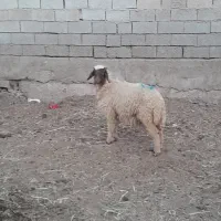گوسفند