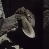 بره  ماده