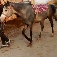 اسب نریان سر دم گیر چهار ساله|اسب و تجهیزات اسب‌سواری|اردبیل, |دیوار