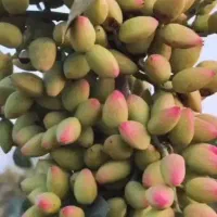 کود ارگانیک افزایش تناژ تضمینی|گل و گیاه طبیعی|تهران, اختیاریه|دیوار