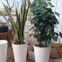 استند ، گل|گل و گیاه طبیعی|مرودشت, فاز دوم شهرک فرهنگیان|دیوار