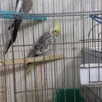 عروس مولدوزیبا